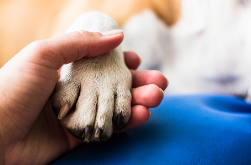 Dog paw in a human hand offering support - mental health support animals