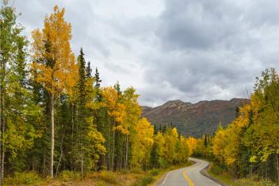 A winding road through trees symbolizing a journey