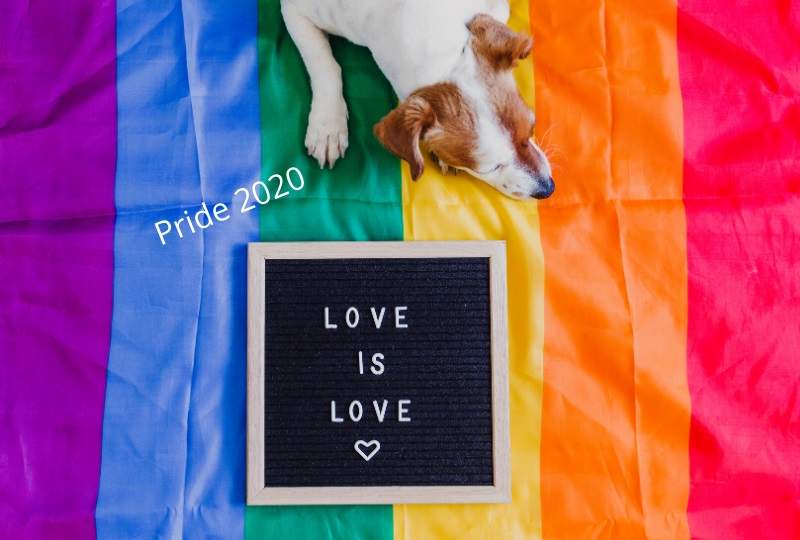 Pride 2020 - Dog on LGBT Flag with caption Love is Love